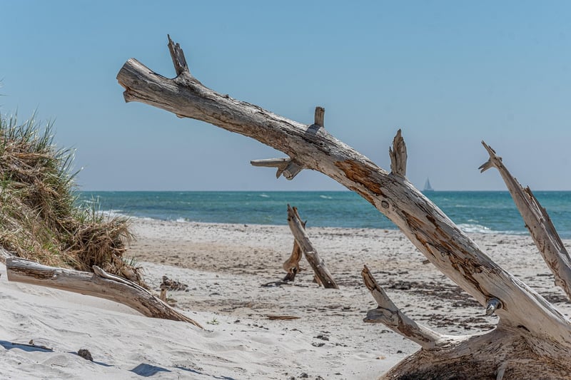 Driftwood for Upcycling